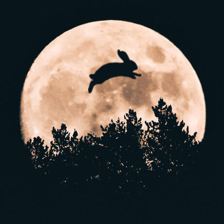 Moon Rabbit